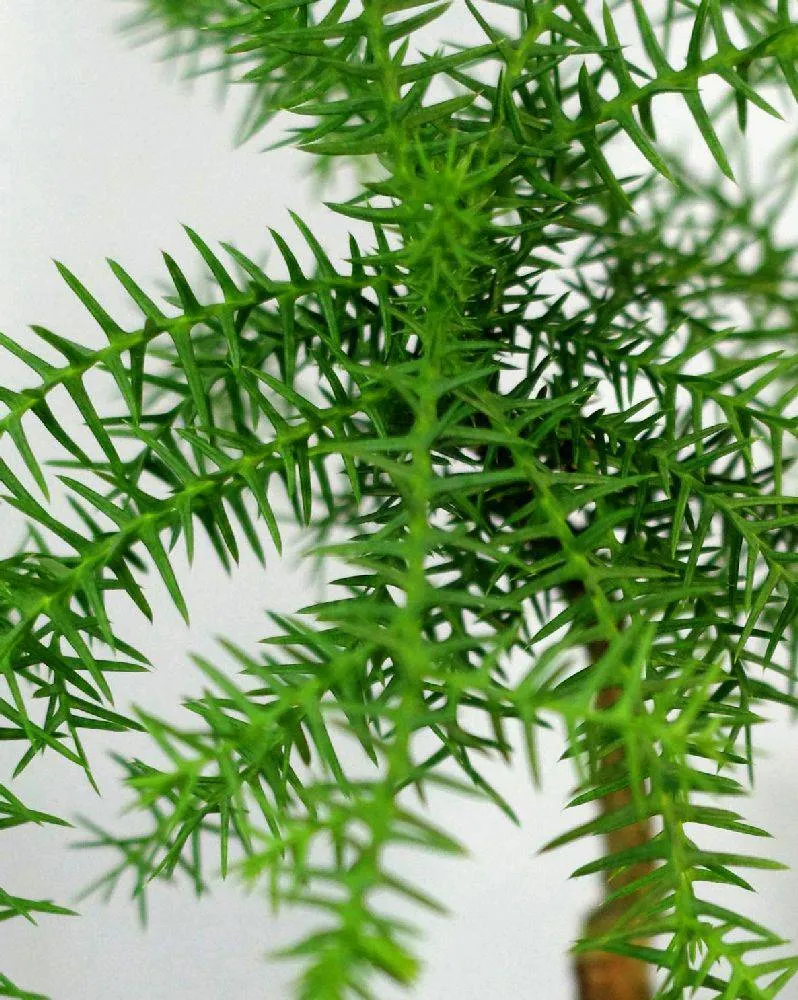 AQUAPHYTE Araucanie XL kokedama araucaria grand
