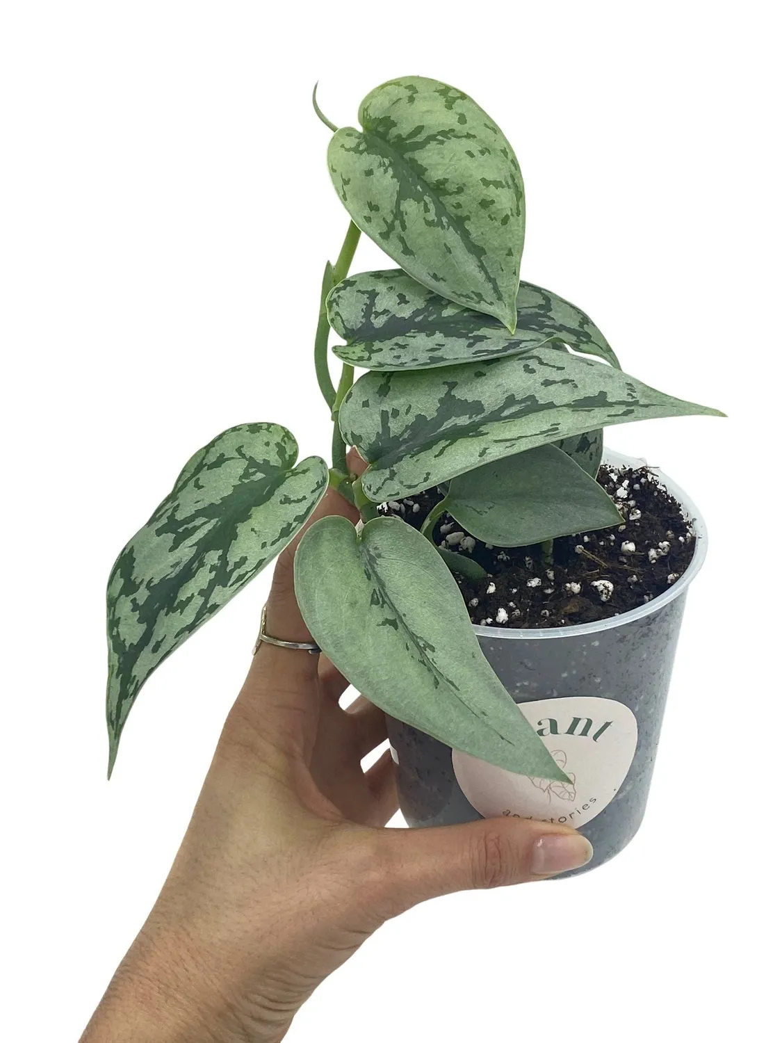 Plant and Stories Scindapsus Silver Lady plante argentée