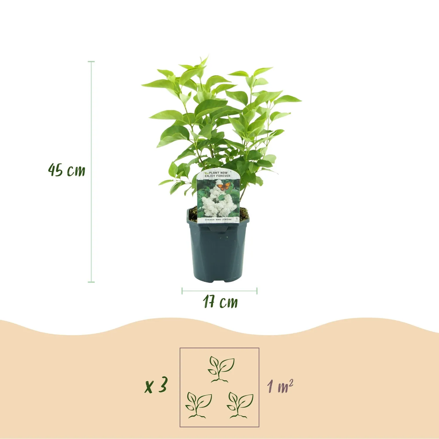 Plant and Stories Lilas Mme Lemoine arbuste pot 17 cm blanc