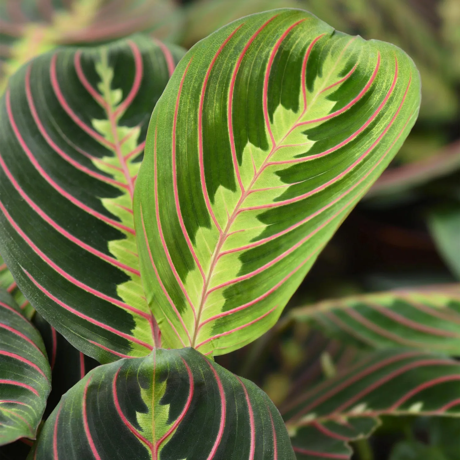 Plant and Stories Maranta Fascinator Tricolour plante prière 12cm