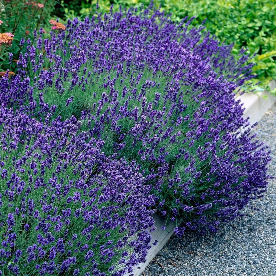 Plant and Stories Hidcote lavande pot 12 cm 1 plant rustique