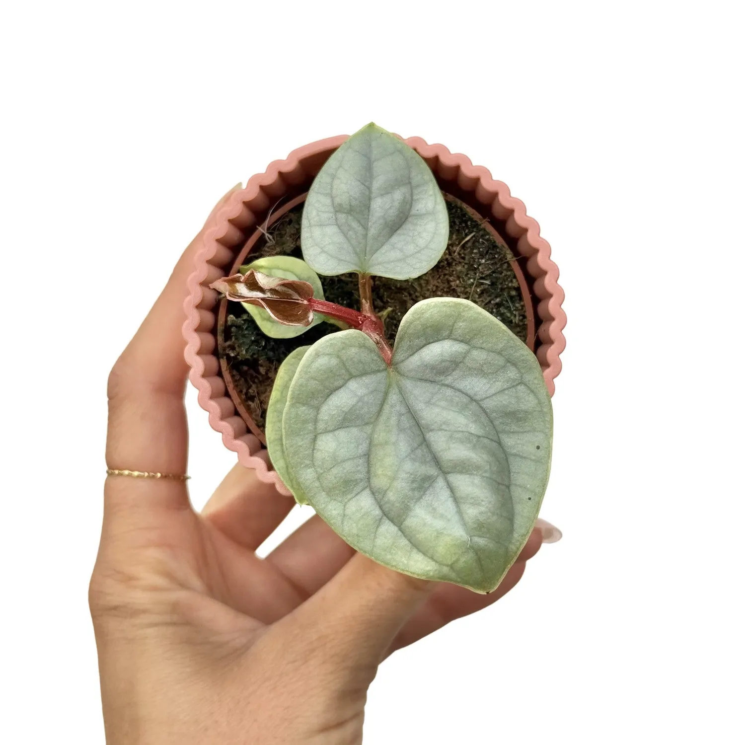 Plant and Stories Anthurium Luxurians plante pot 6 cm bullée