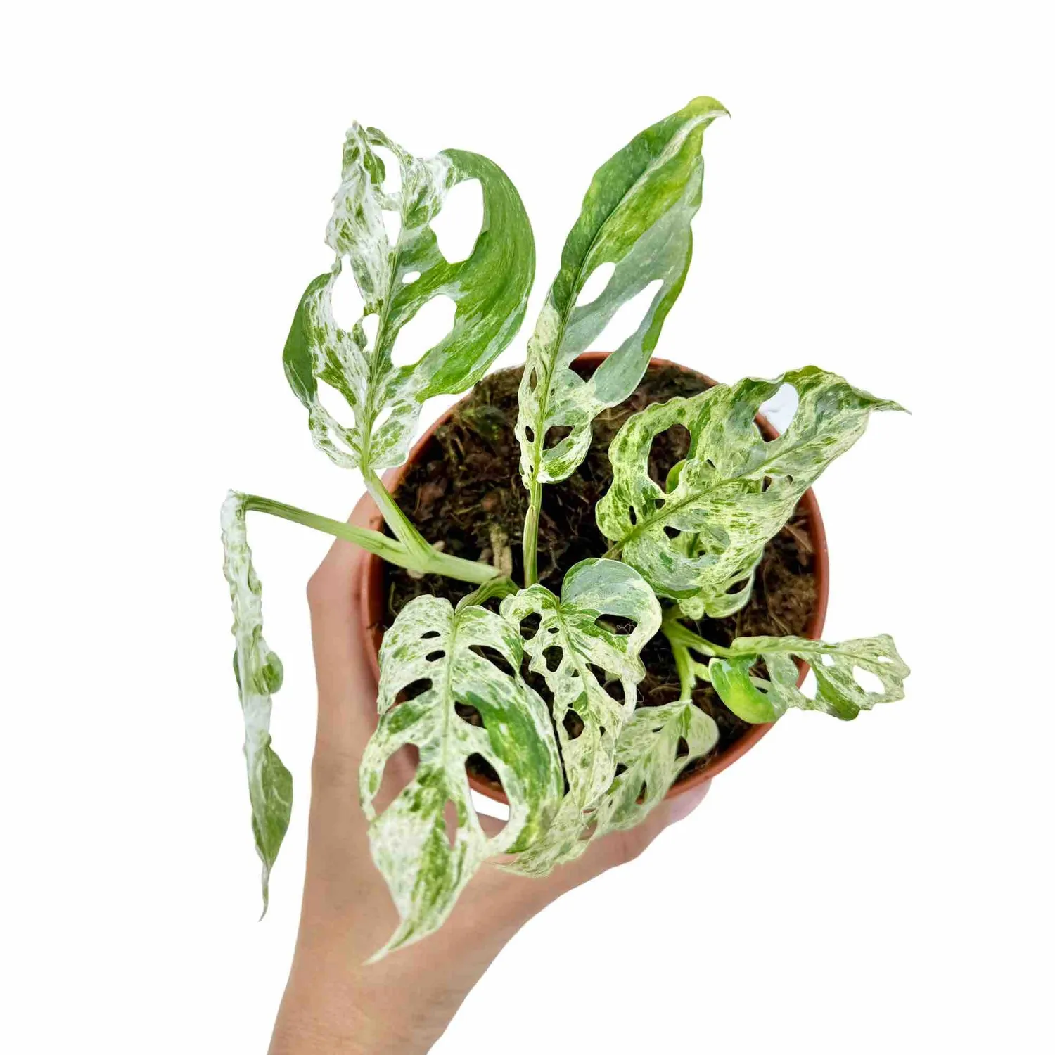 Plant and Stories Monstera Frozen Freckles plante pot 12 cm panachée
