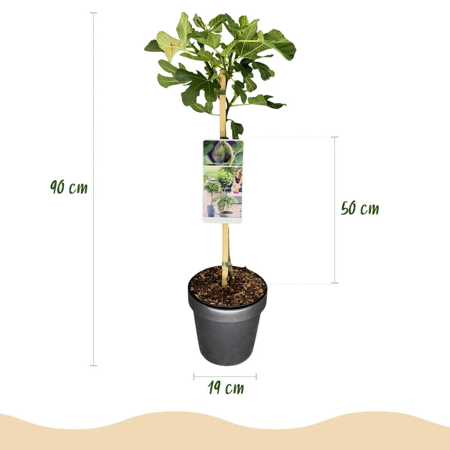 Plant and Stories Brown Turkey figuier fruitier pot 19 cm 90 cm
