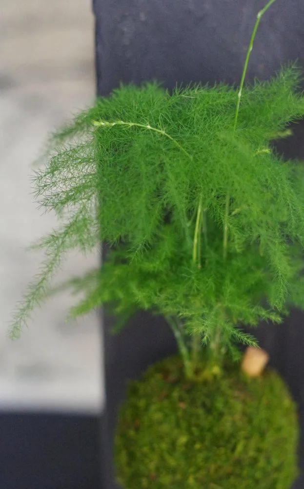 AQUAPHYTE Helmoltz kokedama Magnet asparagus fin