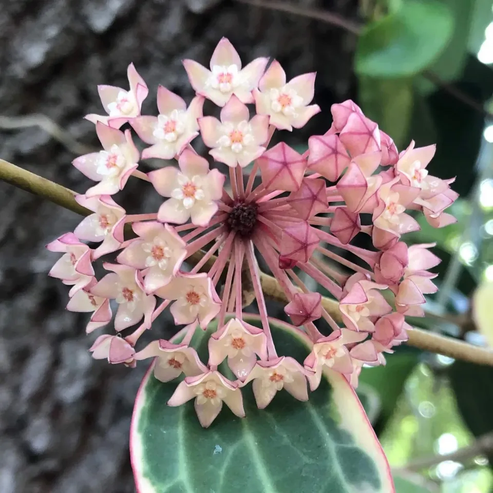 Plant and Stories Hoya Latifolia Albomarginata plante pot 6 cm
