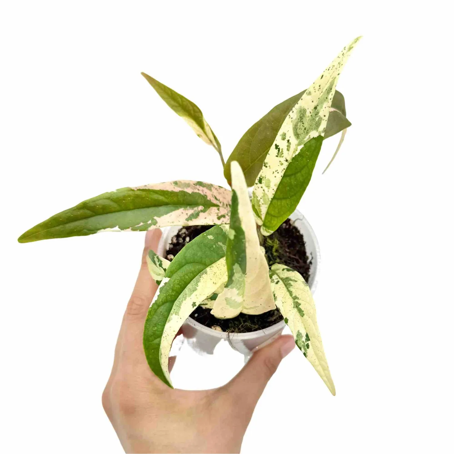 Plant and Stories Sagittata Variegata ficus pot 9cm panaché