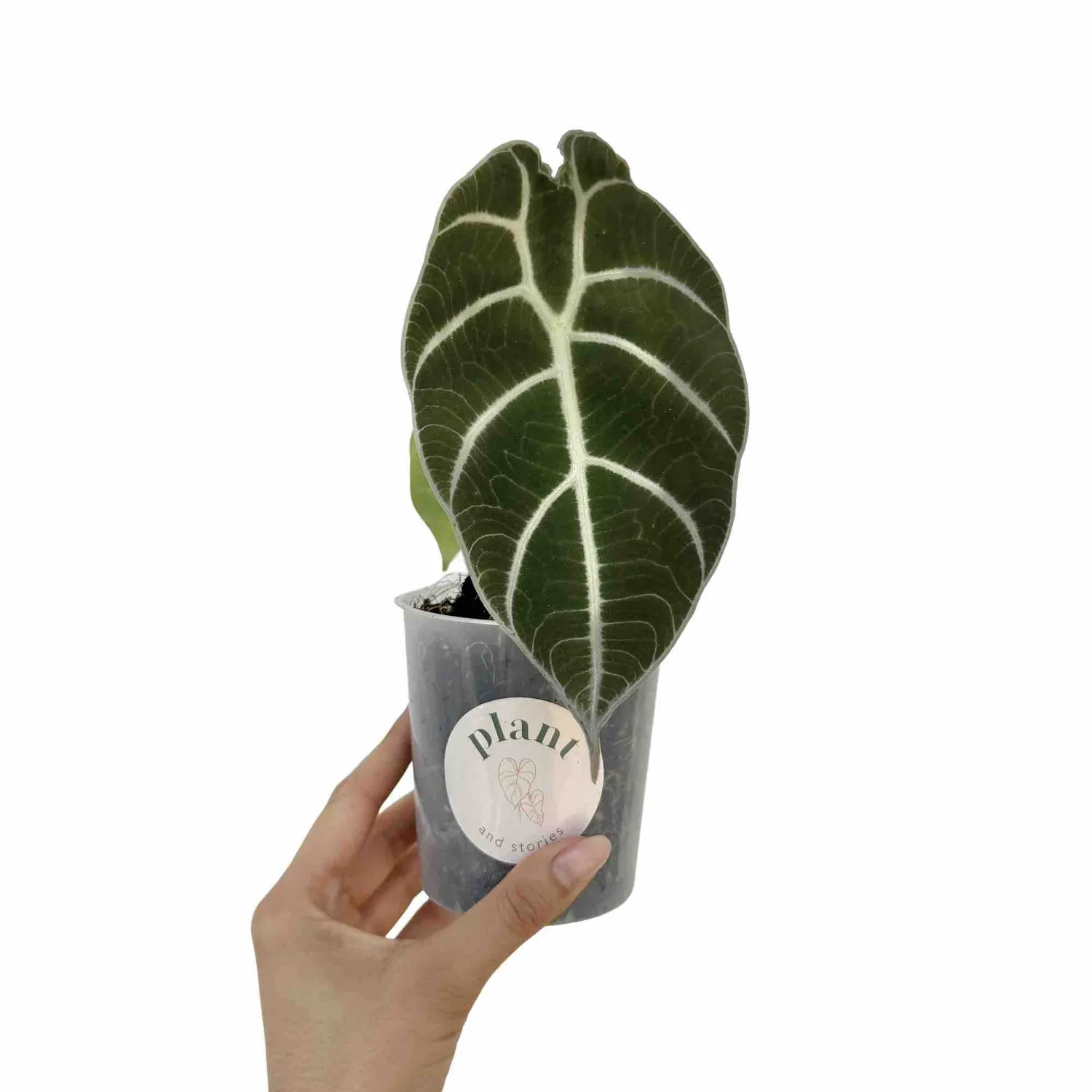 Plant and Stories Watsoniana alocasia vert foncé pot 12 cm
