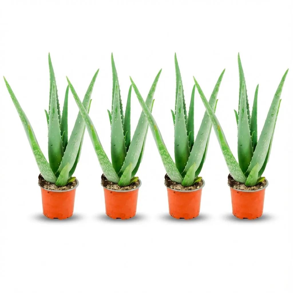 Plant and Stories Aloe Vera plante succulente pot 10 cm 35-40 cm