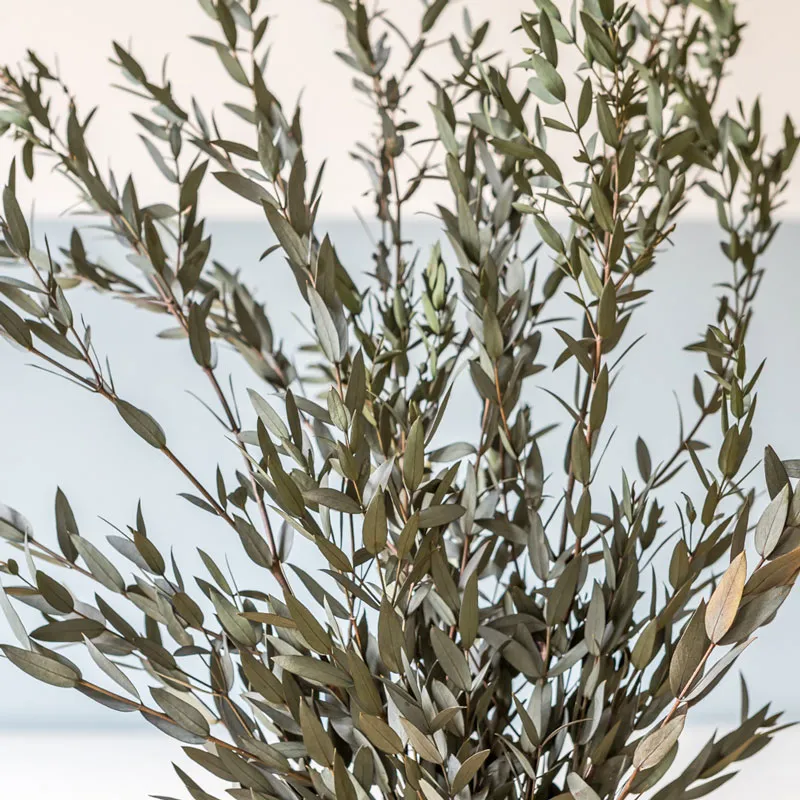 Réconciliation Végétale Eucalyptus parvifolia bouquet séché 150g