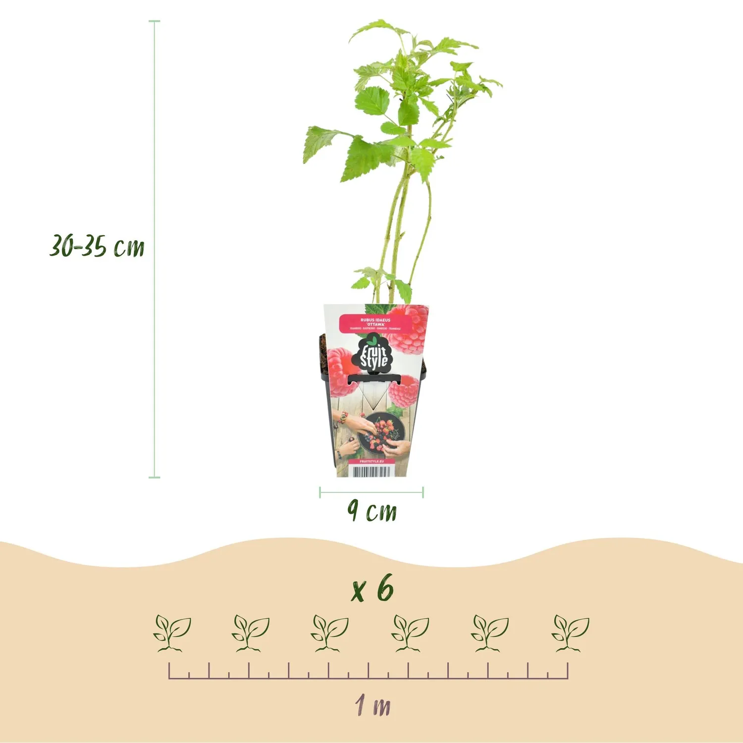 Plant and Stories Ottawa framboisier 3 plants pot 9 cm rouge sucré