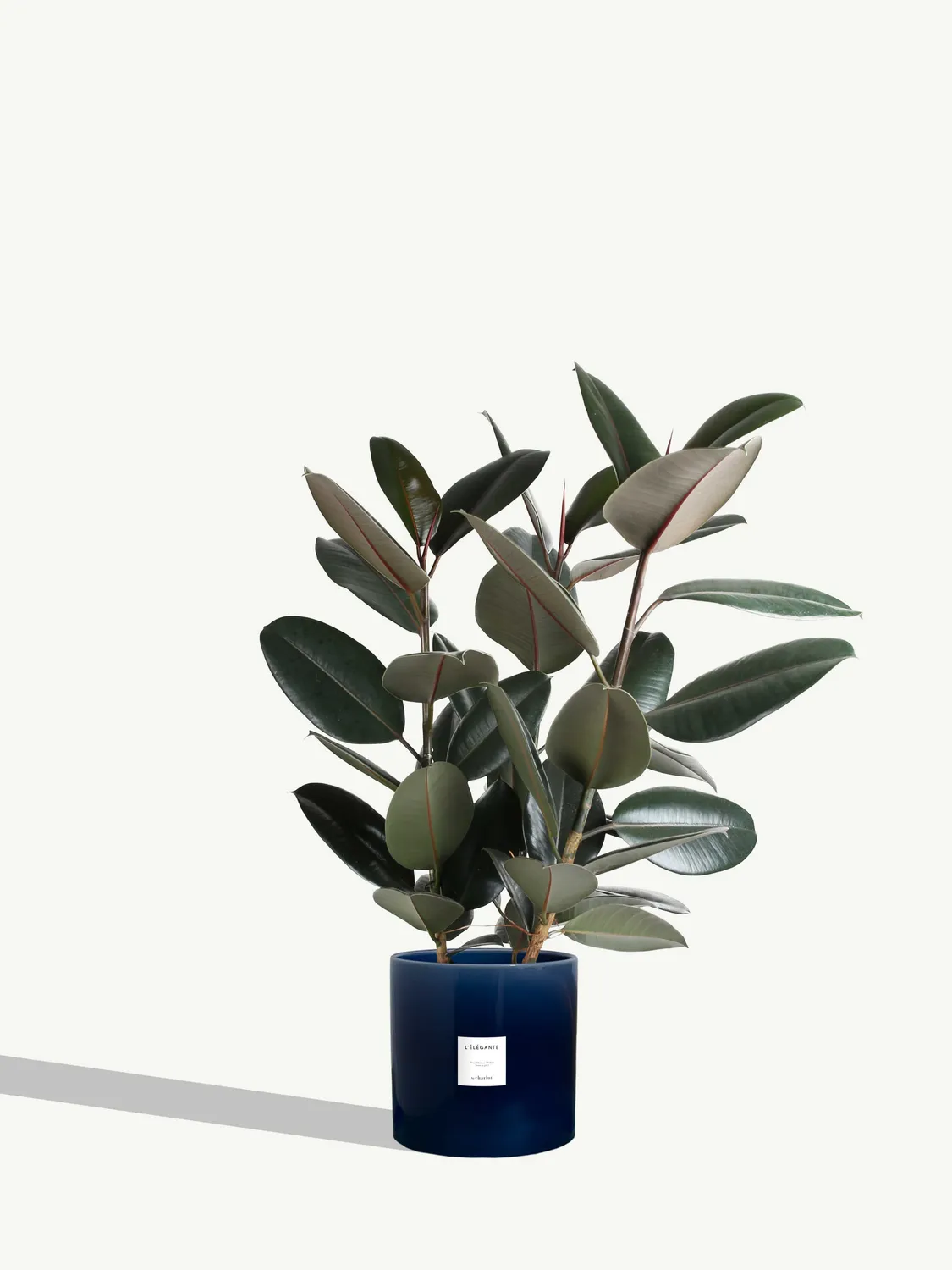 By Charlot L'Élégante ficus elastica plante pot 24 cm XL