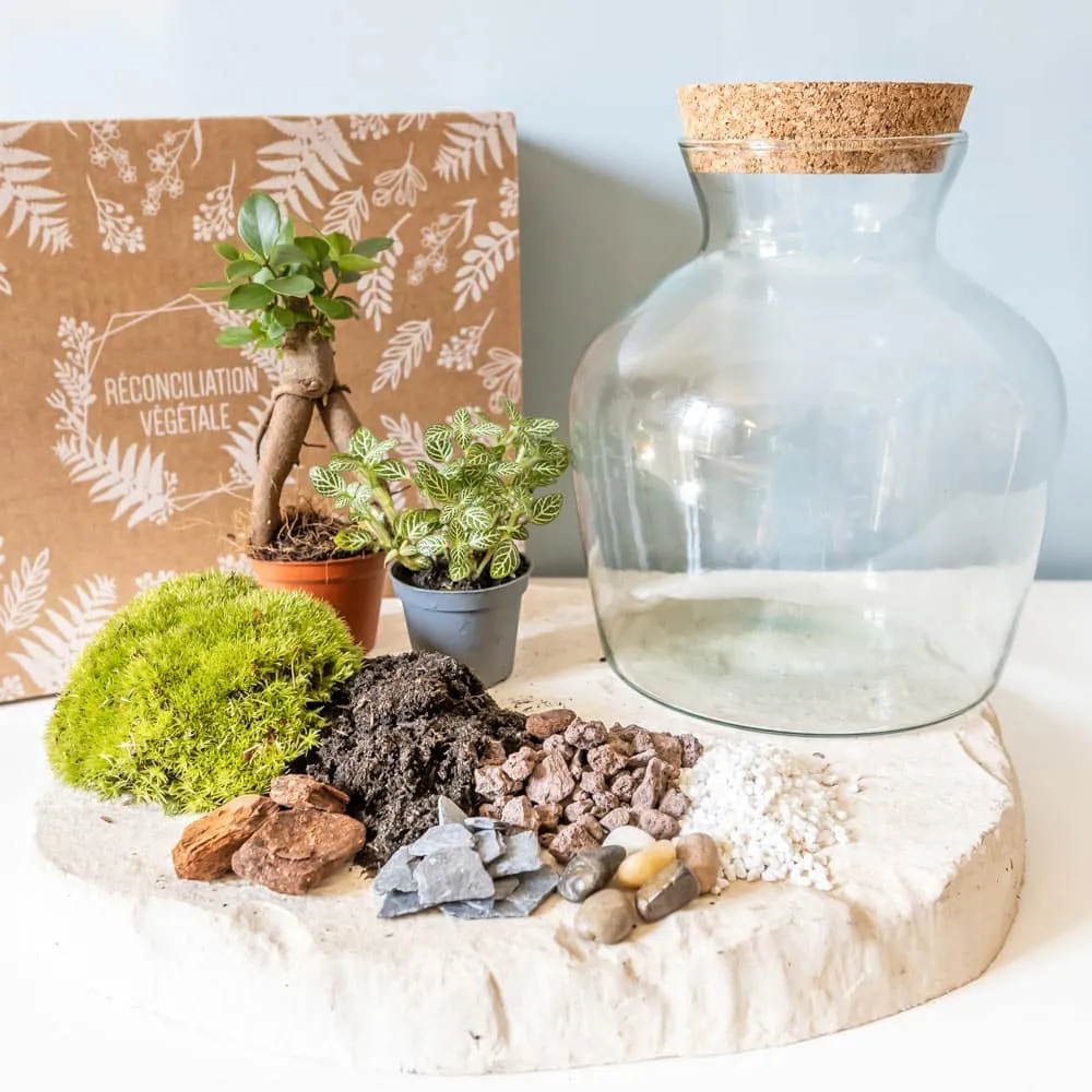 Réconciliation Végétale kit terrarium humide ficus fittonia bocal
