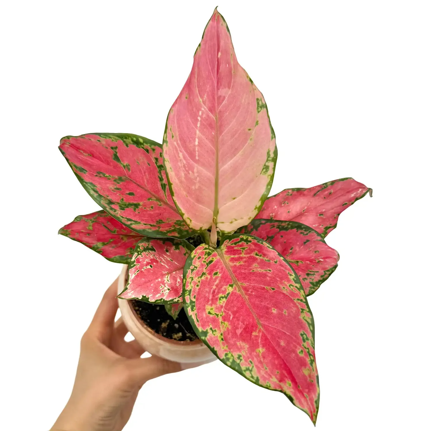 Plant and Stories Aglaonema Pink Star plante pot 6 cm rose
