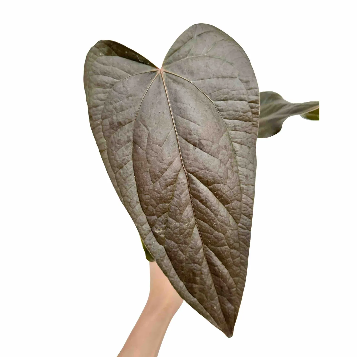 Plant and Stories Queen Of Hearts anthurium vert pot 6 cm