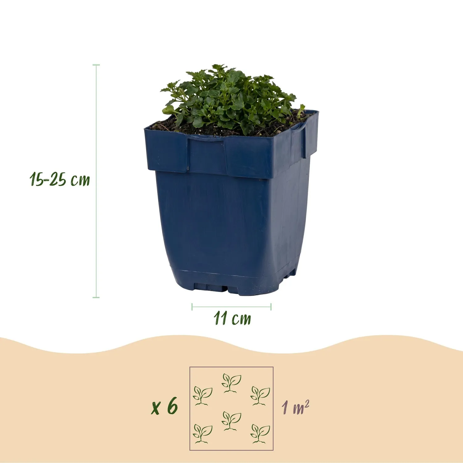 PLANT AND STORIES Campanule des murs couvre-sol 1 plant pot 11 cm