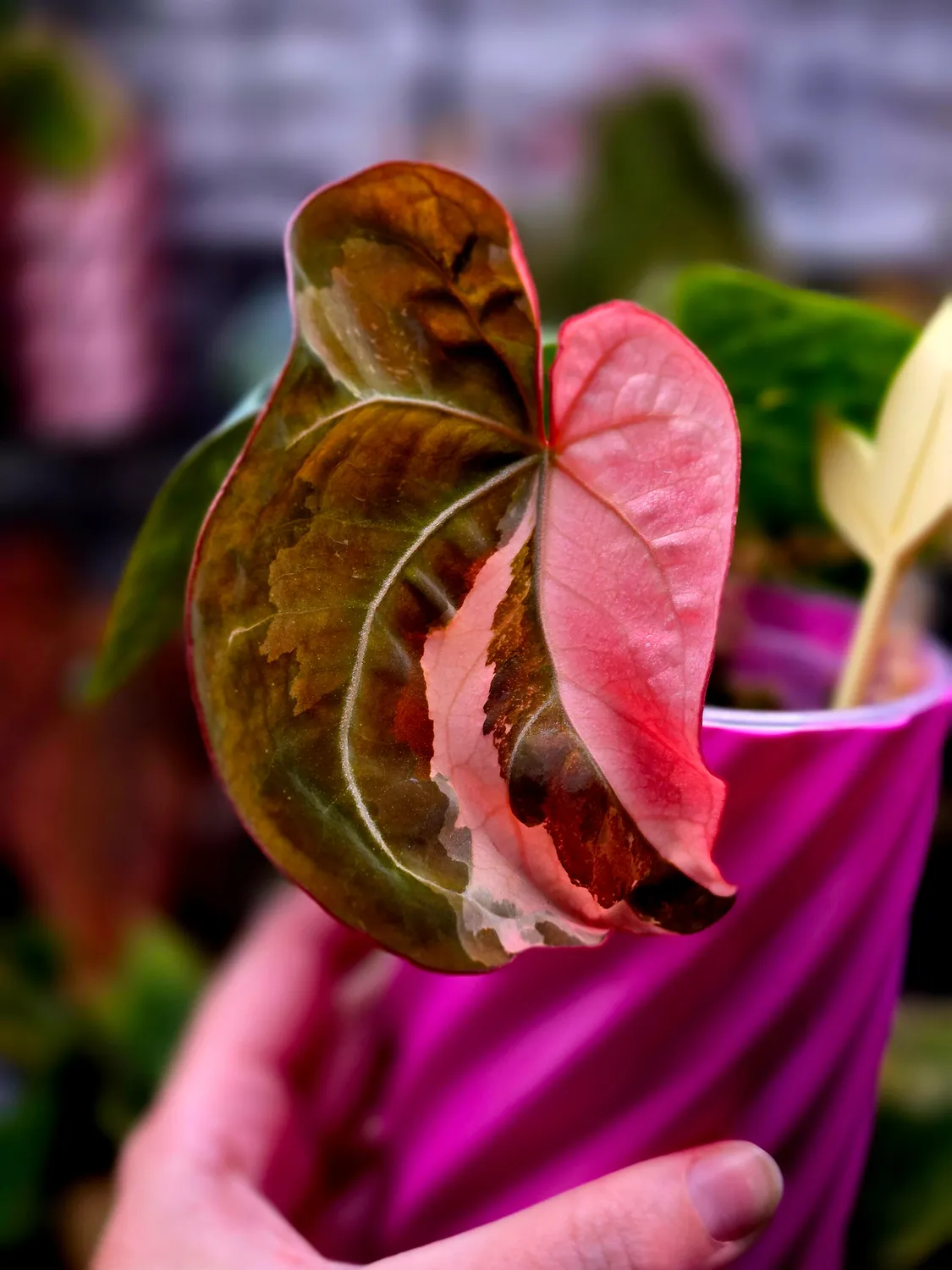 plant.ess Anthurium Eclipse Rose clone 2 feuilles rose