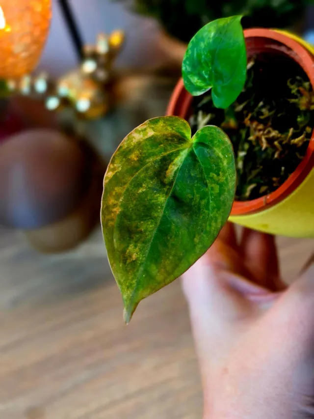 plant.ess Papillilaminum x Ace of Spades SKG anthurium 2f