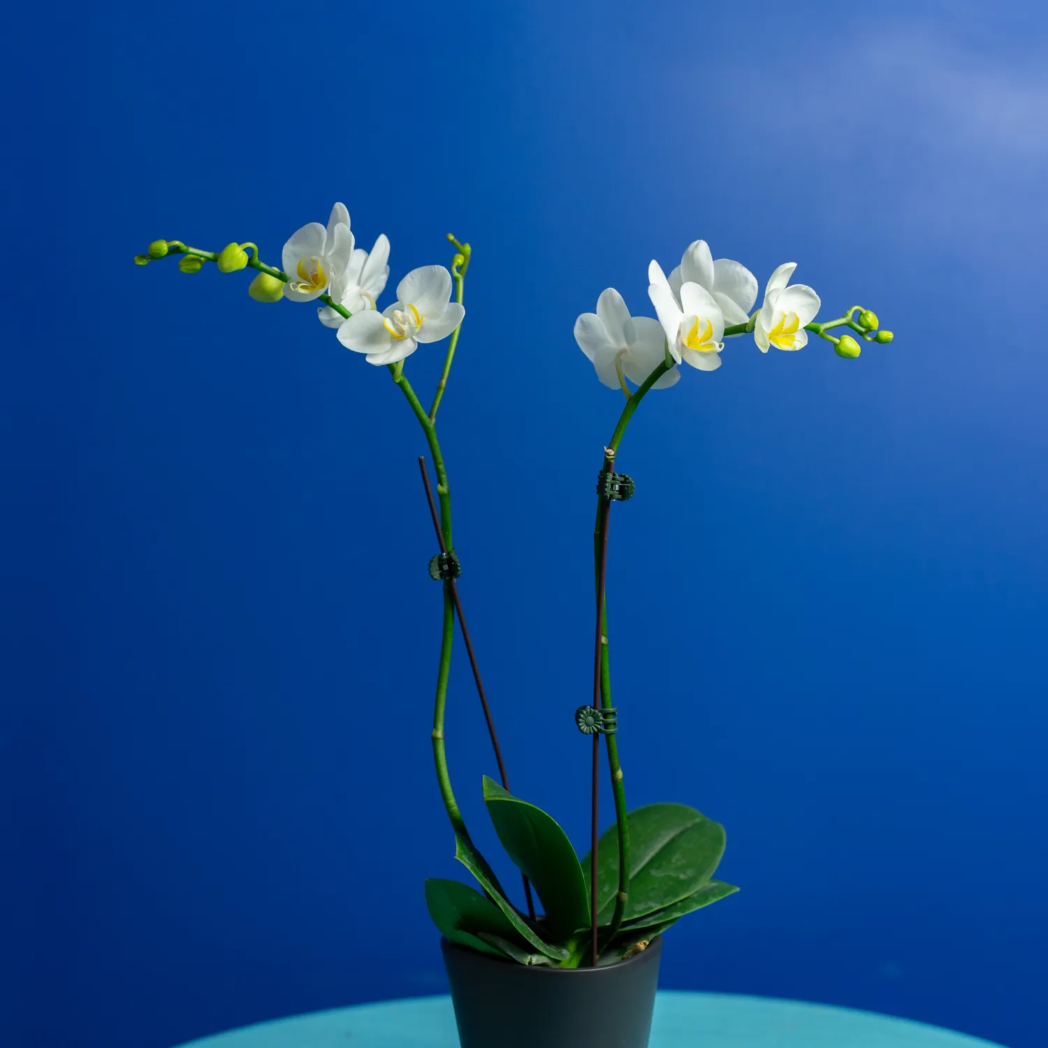 Orchidées de Prestige Brut Sauvage 1 orchidée prestige