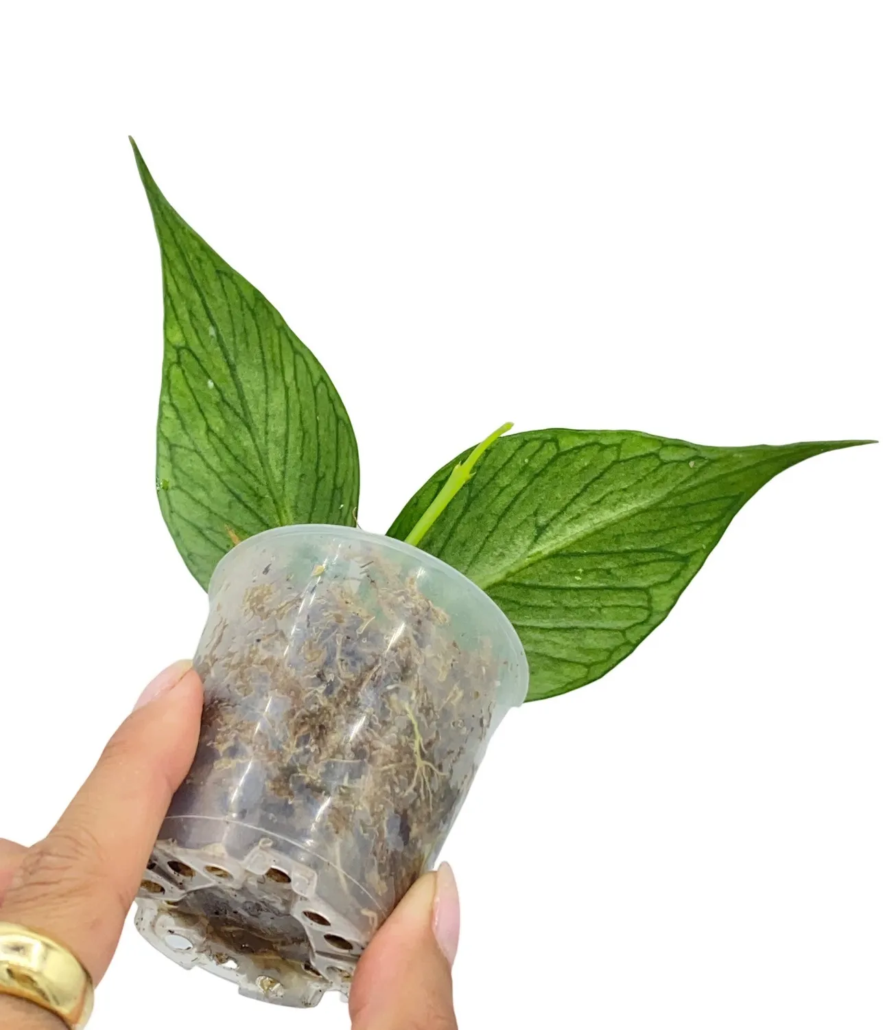 Plant and Stories Polyneura hoya plante pot 6cm feuilles nervurées