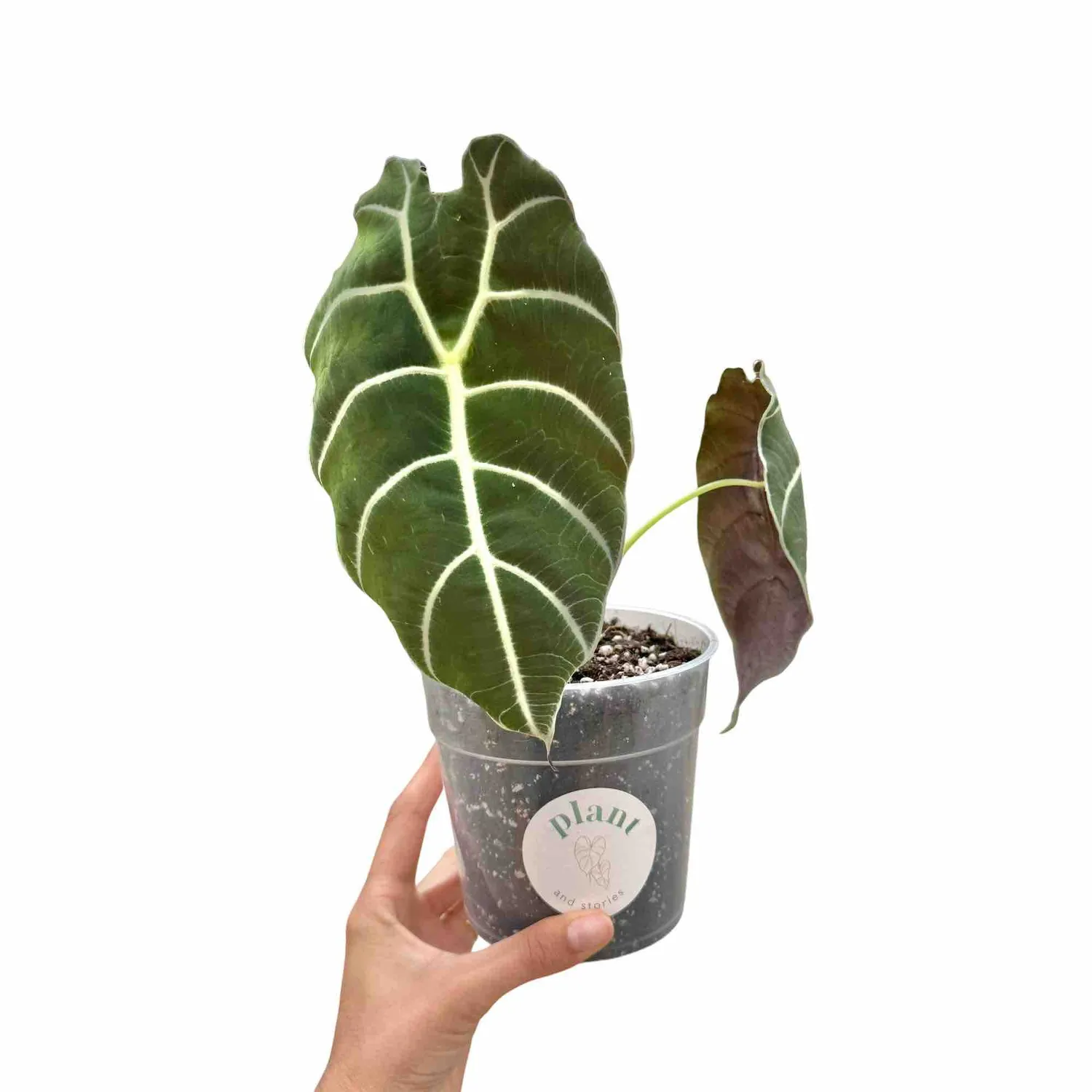 Plant and Stories Watsoniana alocasia vert foncé pot 12 cm