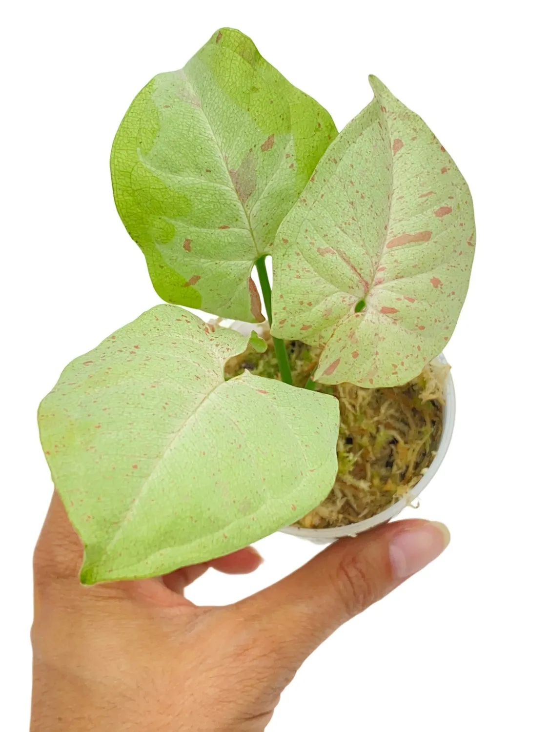 Plant and Stories Syngonium Confetti plante pot 6cm feuillage rose