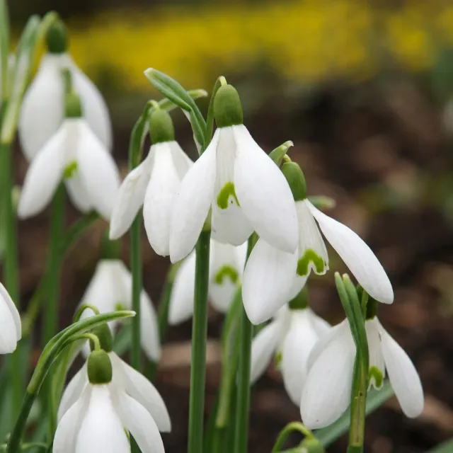 Plant and Stories Galanthus perce-neige géant 50 bulbes blanc