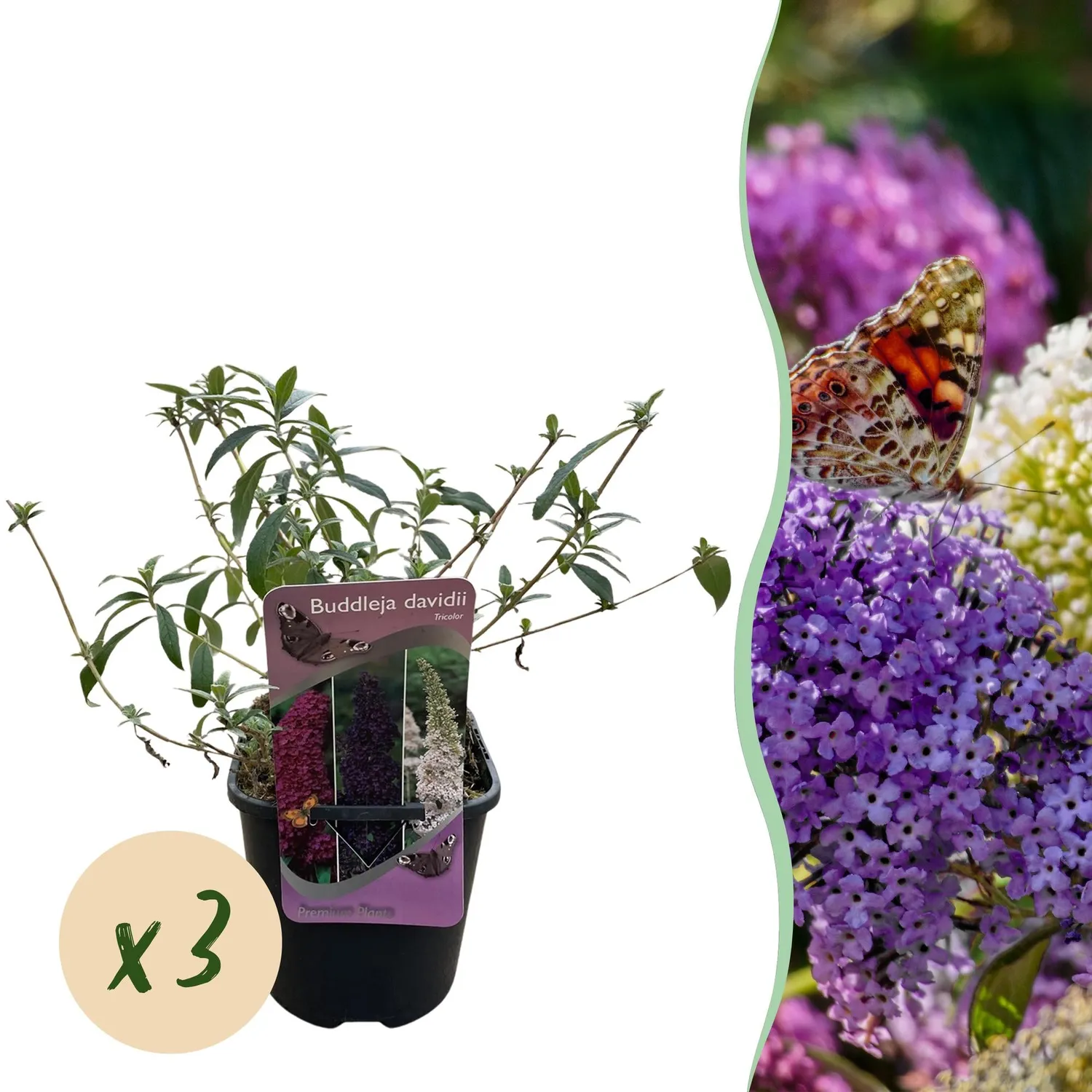 Plant and Stories Tricolour arbre aux papillons 1 plant 30 cm