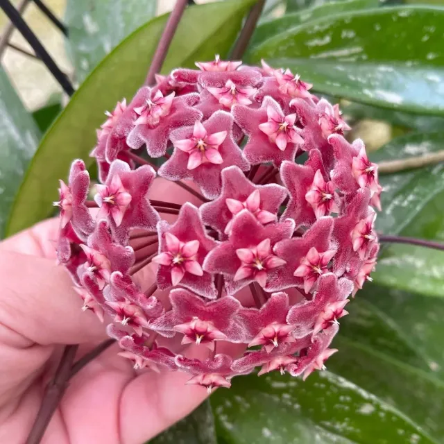 Plant and Stories Pubicalyx Silver Spot hoya pot 12 cm tacheté
