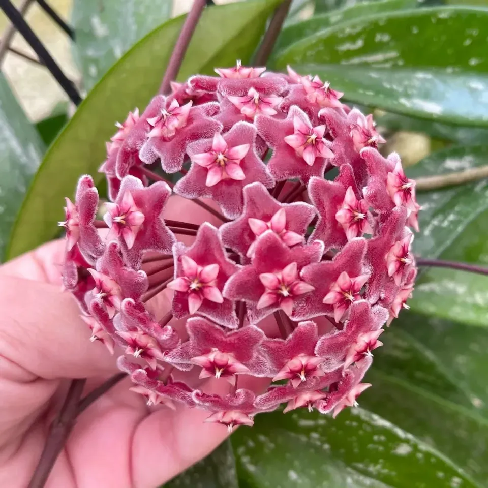 Plant and Stories Pubicalyx Silver Spot hoya pot 12 cm tacheté