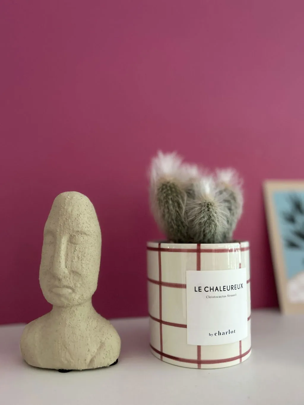 By Charlot Le Chaleureux cactus cierge XS pot 8 cm