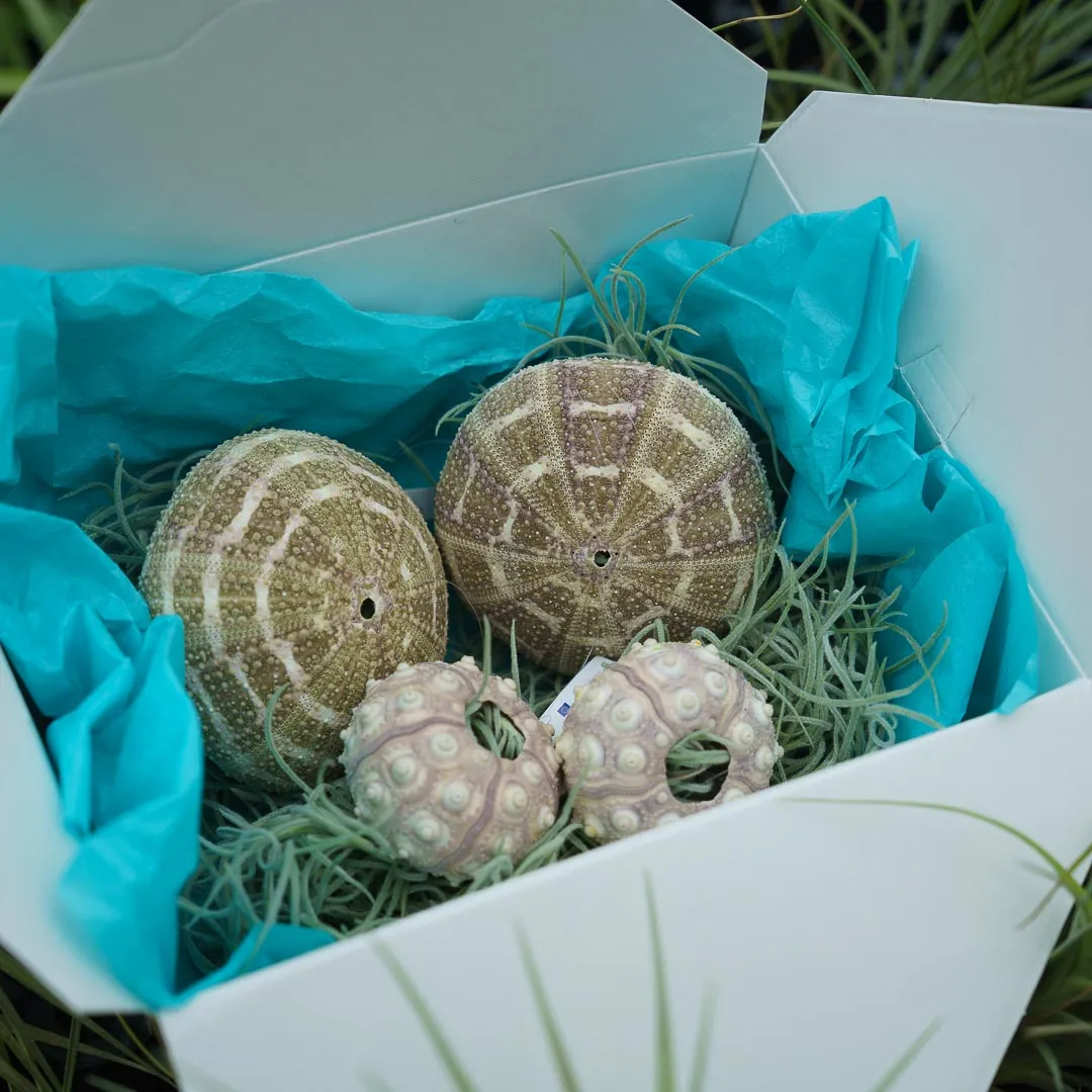 Airplantshop Birthday Box Jellyfish 4 suspensions mousse espagnole