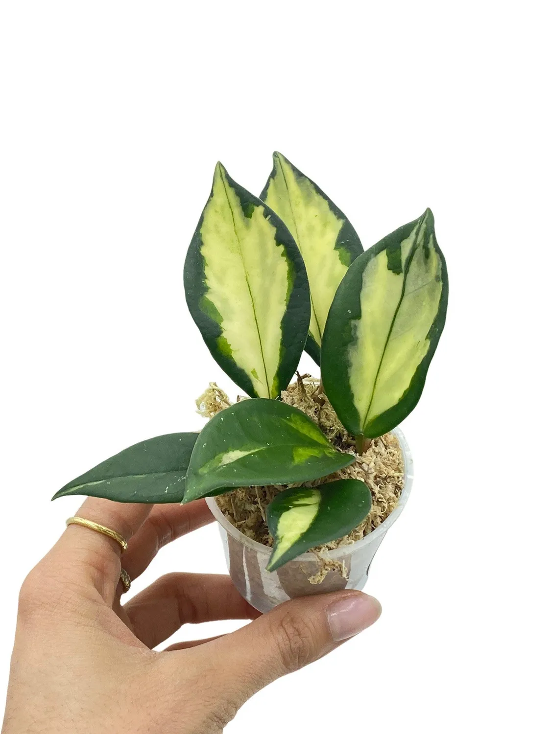 Plant and Stories Hoya Carnosa Krimson Princess plante pot 6 cm