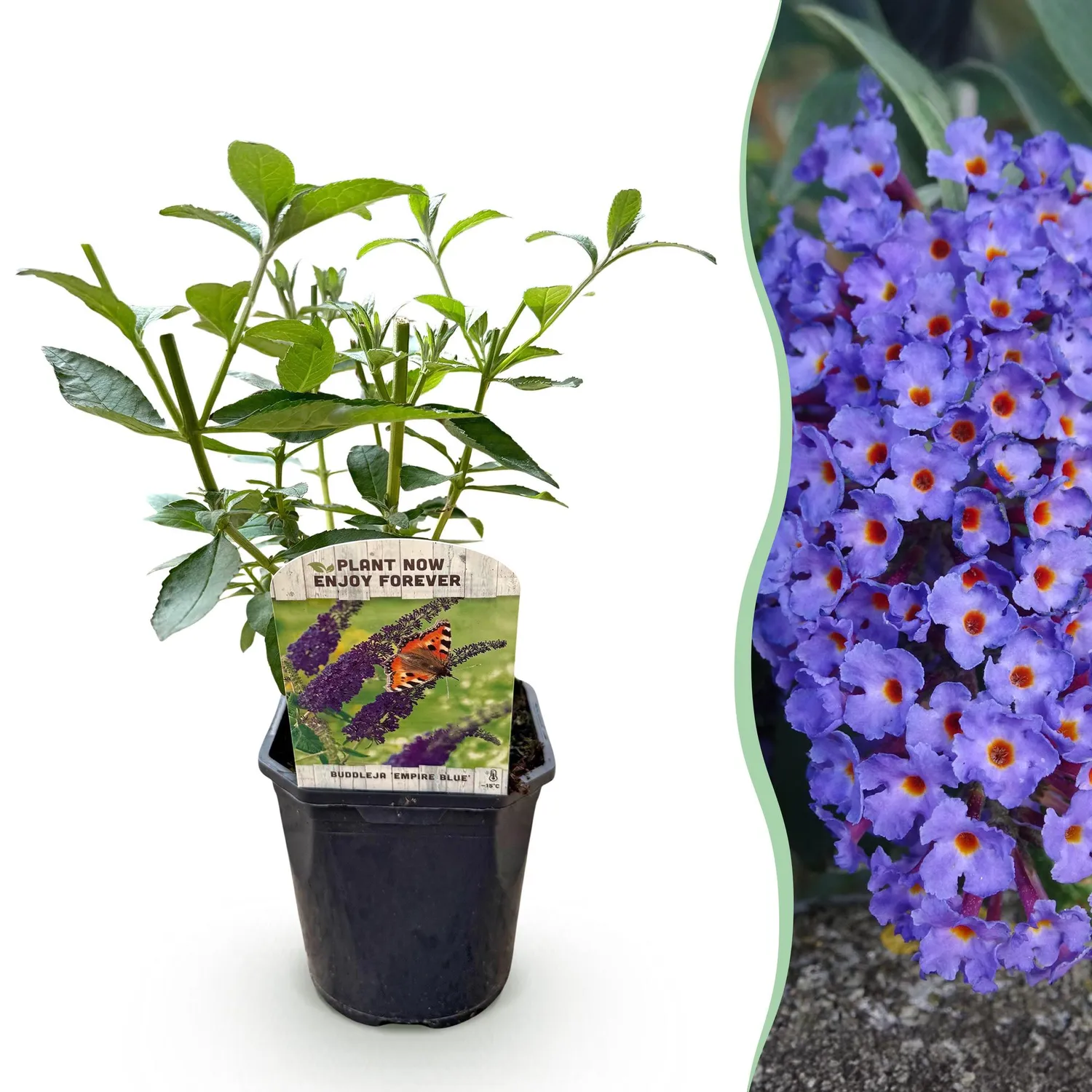 Plant and Stories Empire Blue arbre papillons bleu pot 17 cm