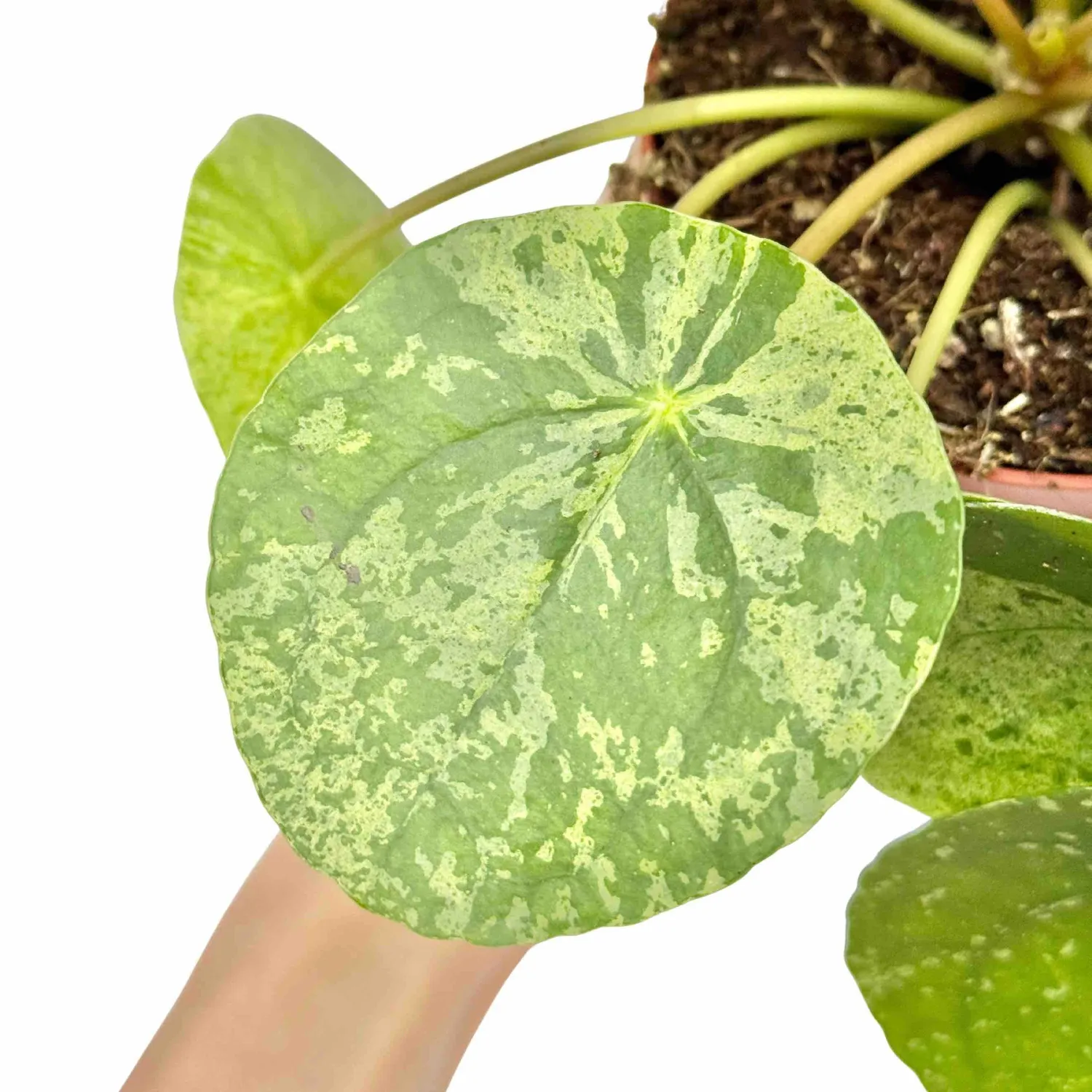 Plant and Stories Pilea Mojito plante pot 12cm marbrée