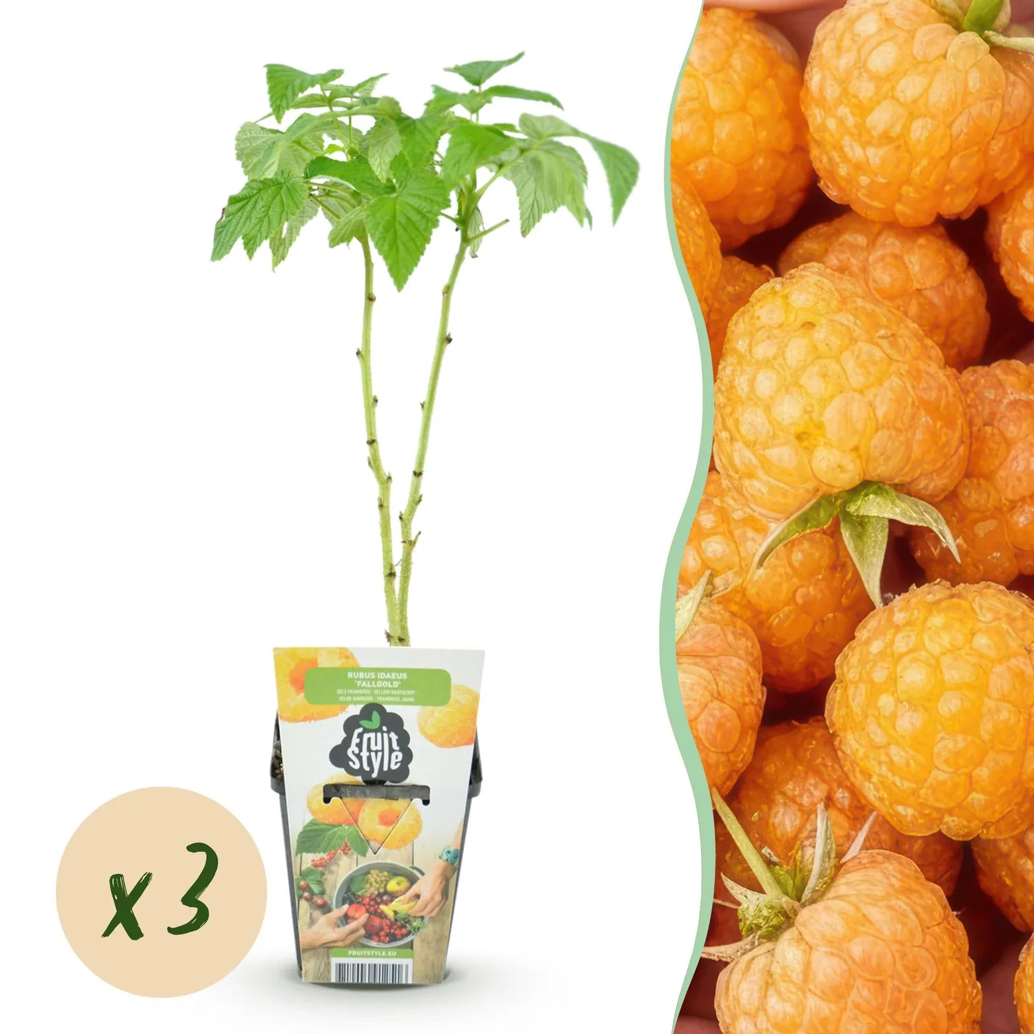 Plant and Stories Fallgold framboisier jaune 3 plants pot 9 cm