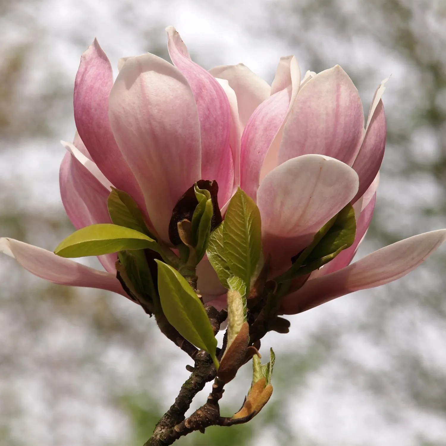 Plant and Stories Magnolia Soulangeana arbuste pot 17 cm rose