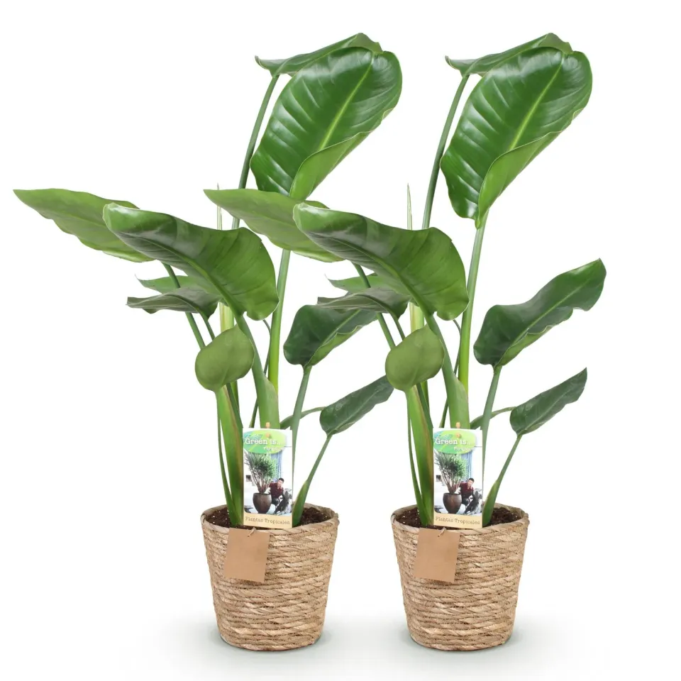 Plant and Stories Nicolai strelitzia lot 2 pots 17 cm 70-90 cm