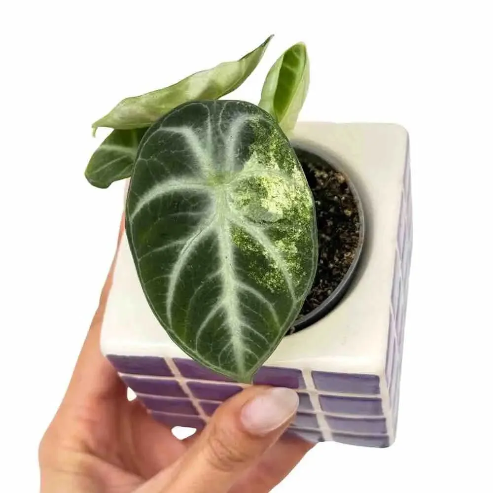 Plant and Stories Alocasia Ninja Variegata plante pot 6 cm
