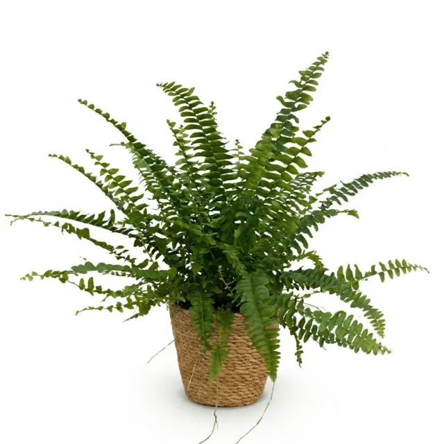 Plant and Stories Green Lady fougère 1 plante pet-friendly
