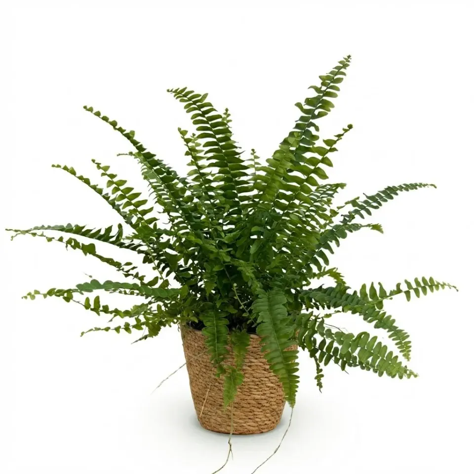 Plant and Stories Green Lady fougère 1 plante pet-friendly