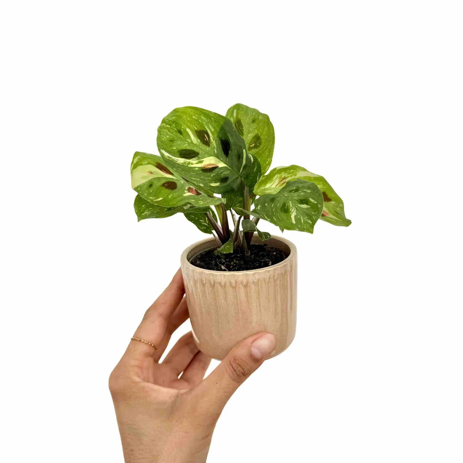 Plant and Stories Maranta Kerchoveana Plante Prière Pot 6cm