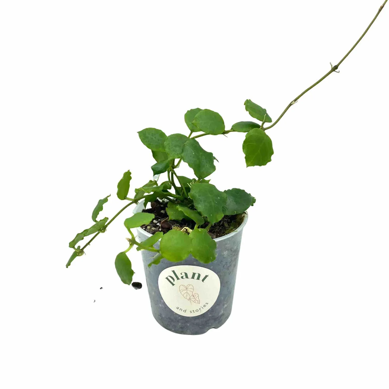 Plant and Stories Hoya Endauensis plante pot 6 cm argent veiné