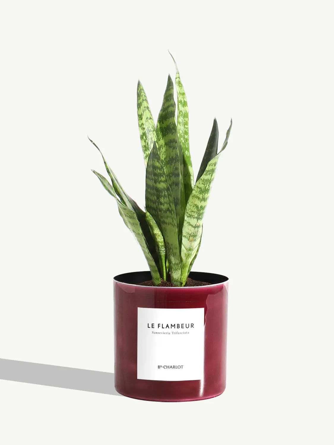 By Charlot Le Flambeur sansevieria plante pot 10 cm