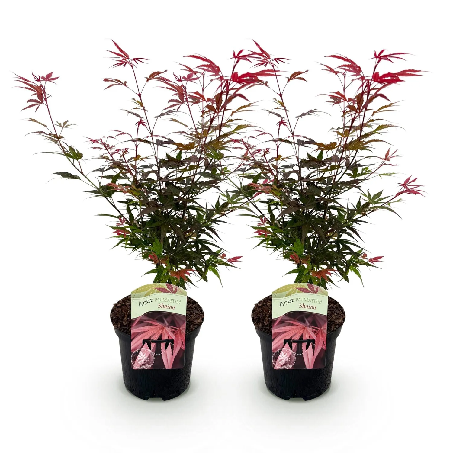 Plant and Stories Érable Shaina arbuste 1 plant pourpre compact
