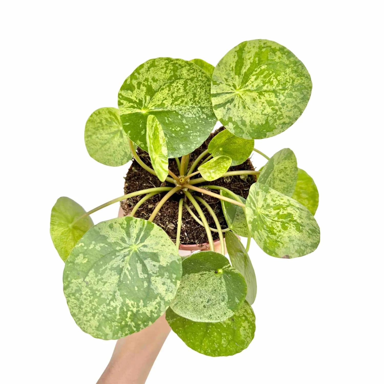 Plant and Stories Pilea Mojito plante pot 12cm marbrée