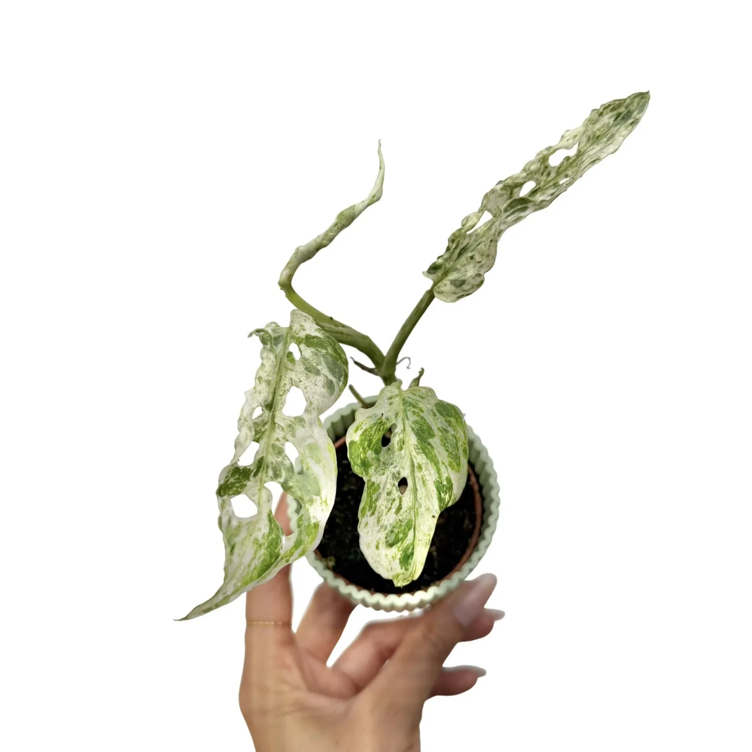 Plant and Stories Monstera Frozen Freckles plante pot 12 cm panachée