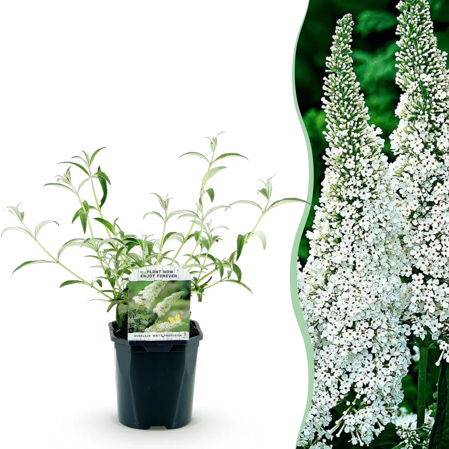 Plant and Stories Buddleja White Profusion arbuste pot 17 cm mellifère