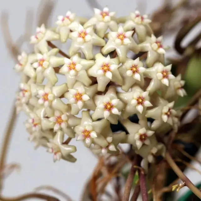 Plant and Stories Hoya sp Loei plante pot 6cm argenté