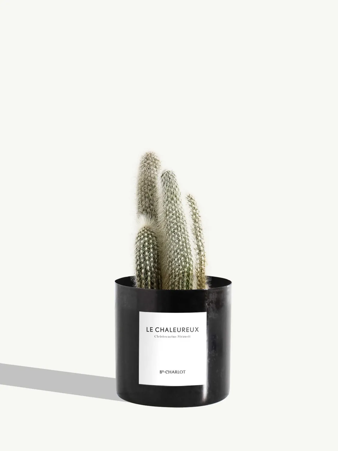 By Charlot Le Chaleureux cactus Cleistocactus pot 10 cm